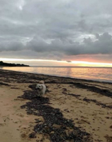 Our puppy Wilson enjoying an evening run on the beach!.