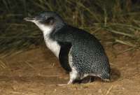 Cute penguins to watch as they come back from a days fishing up the beach and to their homes in the bushland.