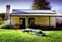 The Churchill Island historic homestead to visit when on Phillip Island.