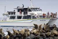 Take a cruise around the island or the nobbies to seal the amazing seal rock.